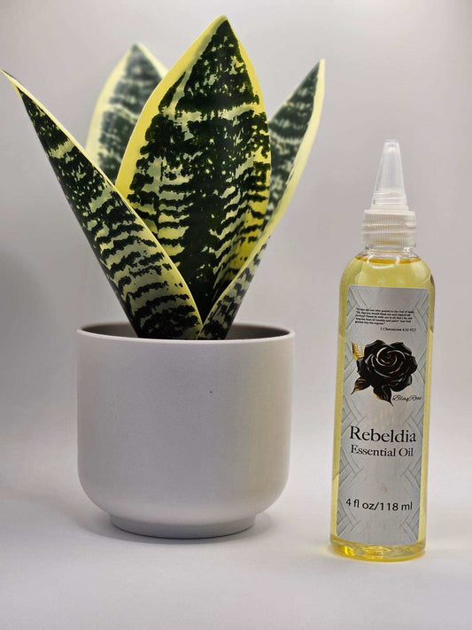 BlaqRose Rebeldia